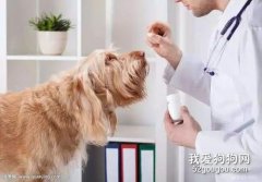 如何喂狗狗吃驱虫药？