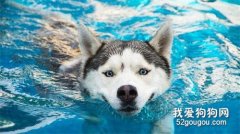 <b>狗狗游泳的好处 夏季狗狗游泳的必知事项</b>