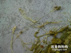 狗狗绦虫病防治手册