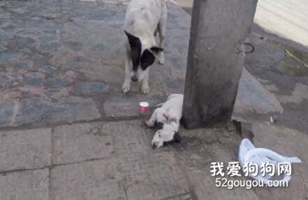 <b>孩子重伤，狗妈妈跑遍街道求助。最后母子重逢的场景，让人泪目…</b>