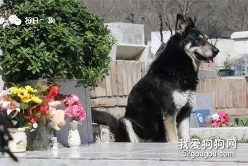 <b>狗狗对主人的感情，可以持续多久？</b>