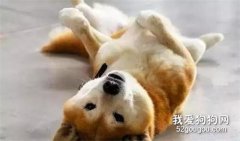<b>​狗狗喜欢露出肚皮的原因是？</b>