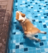 柯基第一次学游泳，结果屁屁太丰满，直接浮在水面上动不了！
