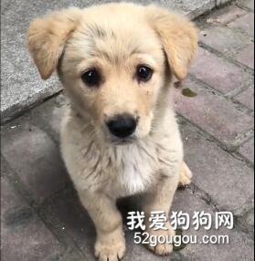 <b>为了有个家，小流浪狗们有多努力？</b>