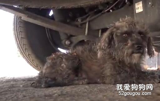 <b>感动，流浪狗死活不跟救援人员走，原因竟是……</b>