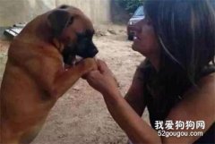<b>狗子不吃不喝陪在去世主人身边：你要是不在了，我活着还有什么意义</b>