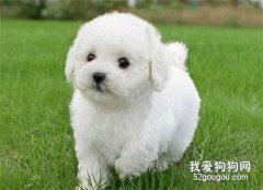 犬窝咳症状和治疗