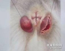 <b>狗狗肛门腺臭 注意这可是狗狗健康信号灯！</b>