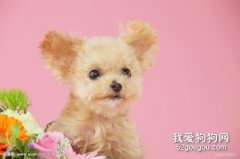 <b>狗狗致死的9大病症 狗狗致死9大杀手</b>