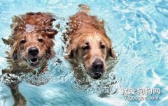 狗狗溺水怎么急救处理？