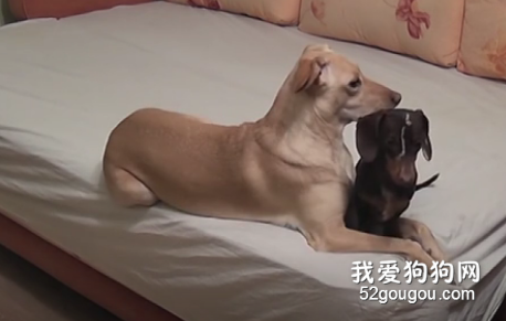 <b>你不在家的时候，狗子都在干嘛?</b>