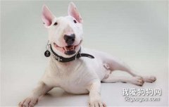 牛头梗是什么品种 饲养牛头梗要注意什么