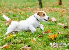 狗狗后腿无力是为什么?