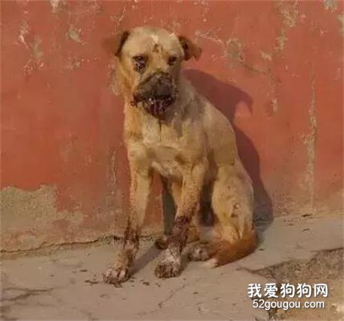 <b>孩子们为了取乐，竟然在狗狗嘴里塞满点燃的鞭炮...</b>
