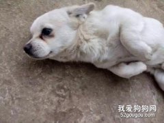 狗狗出现抽筋的原因症状以及注意事项