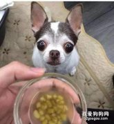 <b>狗狗夏天室外怎么防暑?</b>