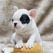 犬自咬症该如何治疗?