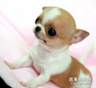 <b>吉娃娃有什么优缺点 这才是它的真实面目</b>
