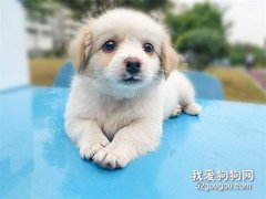 狗狗鼻子烂了怎么回事?