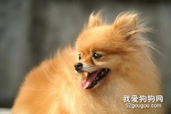 狗狗贫血吃什么 注意补充营养