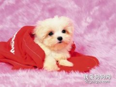 犬巴贝斯虫病症状和预防治疗