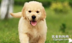 犬黑热病诊断要点和防治措施