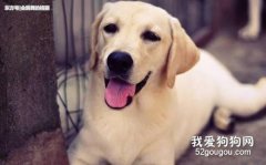 <b>狗狗蛔虫病的症状以及生理特性及防治措施</b>