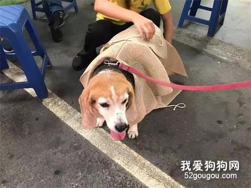 <b>15岁狗狗为主人披麻戴孝，一个月后...</b>