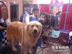 狗狗为什么不愿意去宠物店?