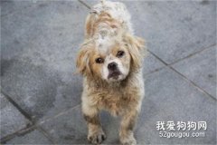 <b>狗狗被抛弃后会去哪 不要再随便抛弃狗狗了</b>