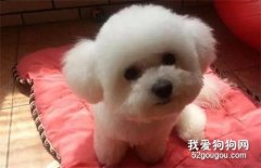 <b>养了五年的狗狗送给朋友，数年后再见狗狗，它竟然哭了！</b>