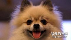 狗狗洗耳朵怎么洗 这四步教你轻松洗耳