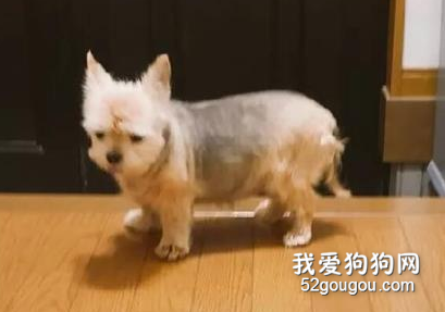 <b>小主人错过末班车没法回家，而狗砸这个表情超让人心疼！</b>