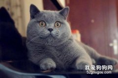 英短蓝猫的优缺点