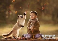 猫为什么不喜欢和人玩?