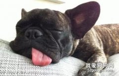 <b>能通过狗狗的睡觉姿势，看出它对主人的态度么？</b>