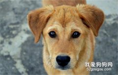狗狗抽搐是羊癫疯吗？