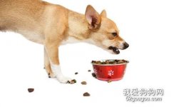 <b>狗狗护食怎样调教 主人要注意建立等级制度</b>