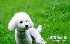 <b>不掉毛的三种狗 小型犬都不爱掉毛</b>