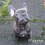 <b>主人患癌不幸去世，15分钟后爱犬紧随而去...</b>