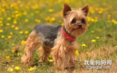 <b>狗狗胃炎症状及治疗方法</b>
