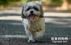 <b>狗狗什么季节换毛 狗狗换毛护理方法</b>