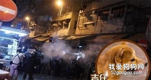 <b>女子怒怼港独，狗狗吸入催泪弹：它们有什么错？</b>