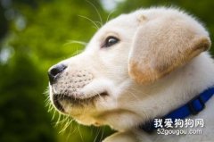 狗狗胰腺炎的原因症状和治疗方法