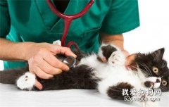 小猫咪得肾衰是什么原因?