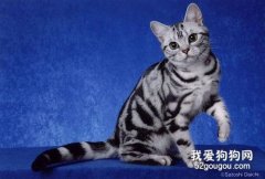 美国短毛猫性格怎么样?