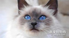 伯曼猫性格如何?