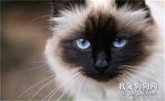 伯曼猫和暹罗猫的区别是什么?