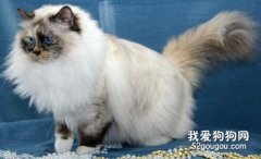 伯曼猫和布偶猫的区别是什么?