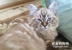 拉邦猫性格是什么？
